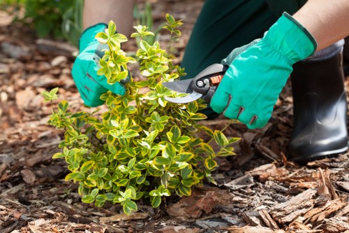 Close-up of trimmed hedgerow on a terraced front garden