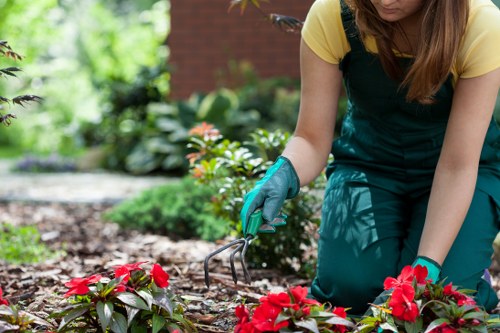 Safe tree removal process in Forest Hill