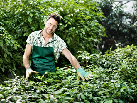 A young male gardener in a checkered shirt and green apron is working in a lush, green garden, surrounded by various shrubs and leafy plants. He is smiling and wearing gardening gloves while trimming a dense hedge or shrubbery, which features dark green, glossy leaves. The garden appears well-maintained, with a mix of lawn grass in the foreground and a backdrop of trees and taller plants, creating a natural and vibrant outdoor space characteristic of a landscaped garden in Forest Hill. Soft sunlight filters through the foliage, illuminating the scene and highlighting the healthy, thriving garden environment. This setting reflects professional gardening services provided by Hedge Trimming Forest Hill, focusing on hedge trimming and outdoor maintenance. The scene suggests care and attention to detail in garden upkeep, contributing to a tidy, aesthetically pleasing outdoor area suitable for residential or community gardens in the Forest Hill area, close to postcode SE23 or SE22.